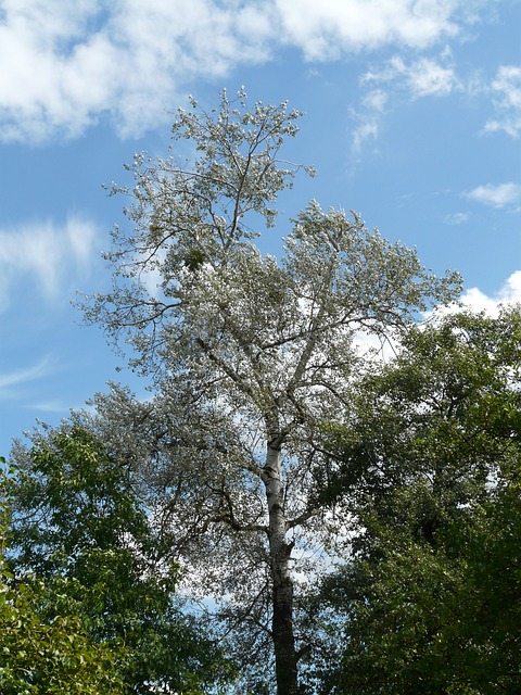 populus-alba